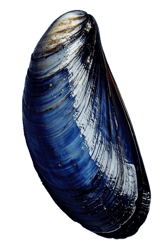 Blussel Guaranteed Analysis