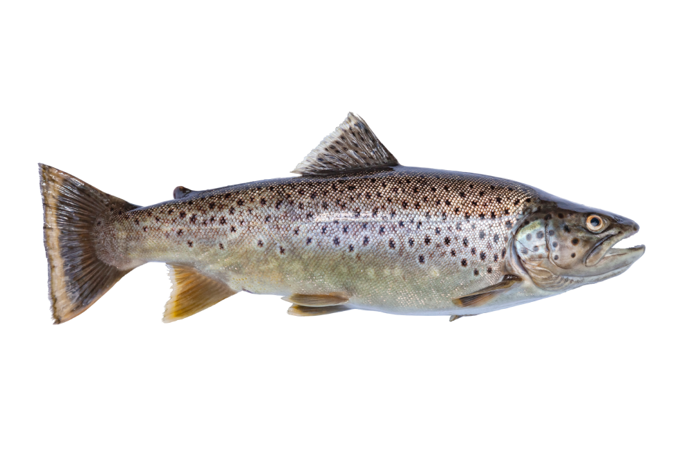 Trout pulp